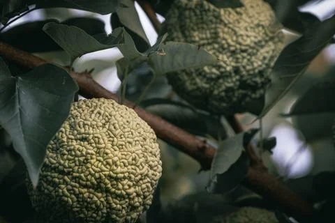 Osage Orange Stock Photos