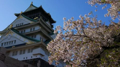 Osaka Castle and Cherry Blossoms in Full Bloom Stock Footage 272392702