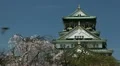 Osaka Castle Japan Spring Cherry Blossoms Blooming Great Sights Famous Landmark HD Footage