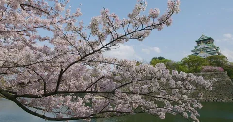 Osaka Castle in Spring with Cherry Blossoms Video stock 76754616
