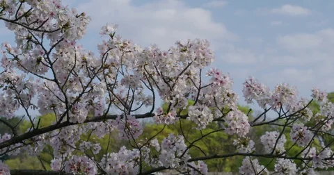 Osaka Castle in Spring with Cherry Blossoms Video stock 76754641
