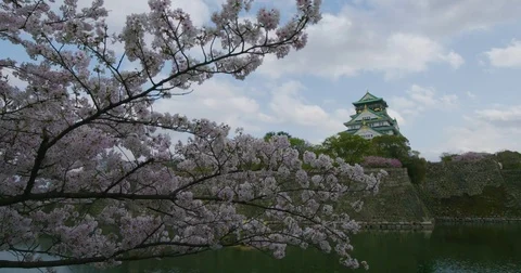 Osaka Castle in Spring with Cherry Blossoms Video stock 76831426
