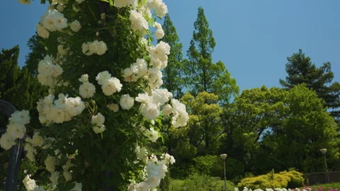 Osaka: Roses of Utsubo Park Video stock 332847677