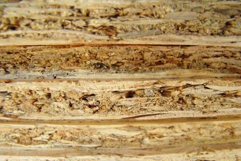 Osb close up Stock Photos