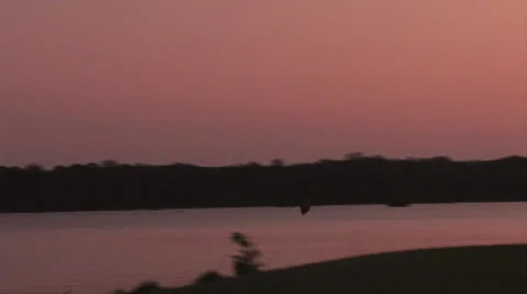 Osc1 01 heron flight to tree top Video stock 23153117