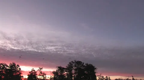 Osc1 05 ducks flying lake martin Video stock 23202046