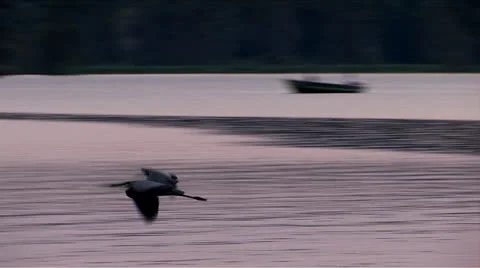 Osc1 13 Blue Herron Flight Video stock 23154486