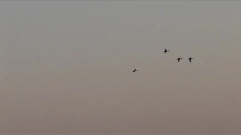 Osc2 03 ducks flying 動画素材 23207183