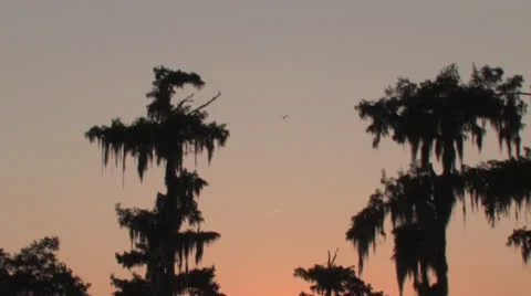 Osc2 12 overhead heron sunset Video stock 23210335