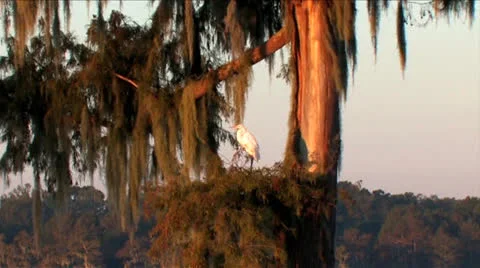Osc2 15 white bird flight from cypress Video stock 23213770