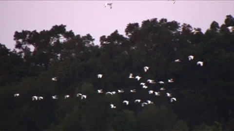 Osc2 17 white egret flock fly by 動画素材 23212919