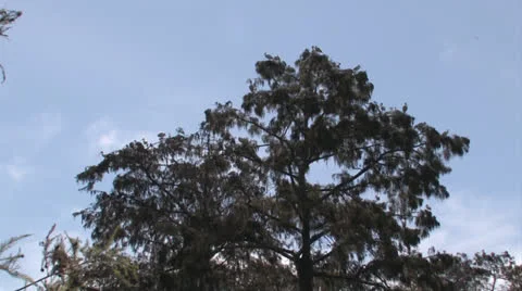 Osc2 19 Tree birds Video stock 23213986