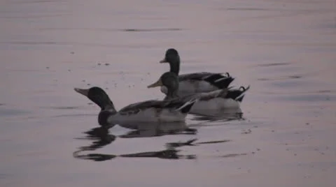 Osc2 24 Video stock 23214615