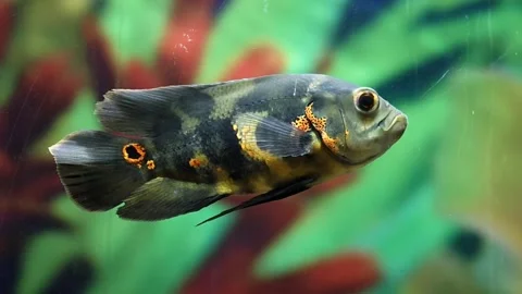 The oscar (Astronotus ocellatus) Stock Footage 312840862