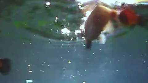 Oscar fish aggression Stock Footage 282962355