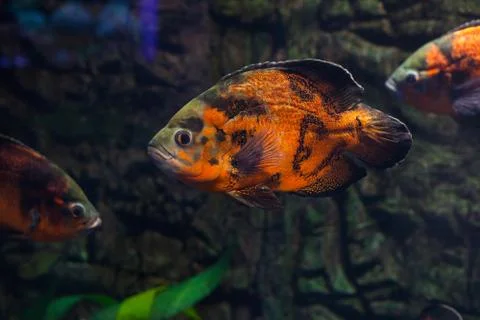 Oscar fish close up. Foto stock