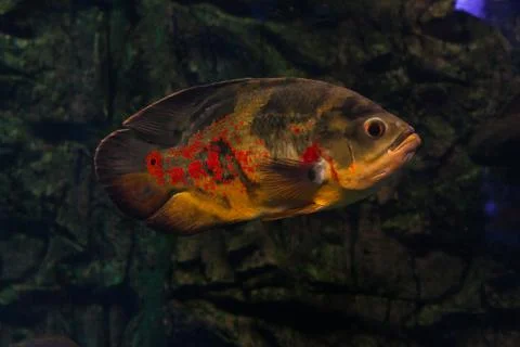 Oscar fish floating. Stock Photos