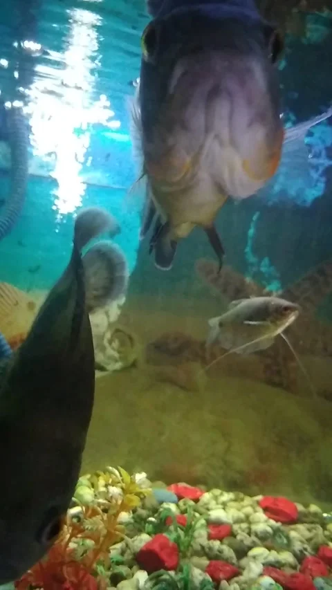 Oscar fish Video stock 211028135