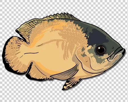 Oscar fish Stock-Illustration