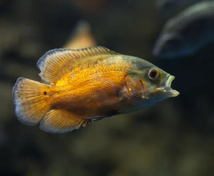 Oscar fish. Stock Photos