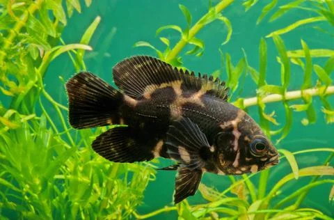 Oscar (fish) Stock Photos
