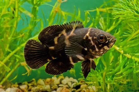 Oscar (fish) Stock Photos