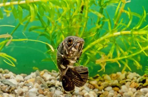 Oscar (fish) Stock Photos