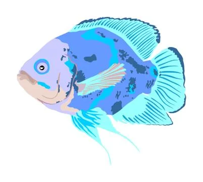 Oscar fish vector illustration isolated on white background Stock Illustration