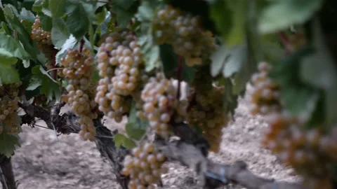 Óscar Lopera Martos Stock Footage 161259155