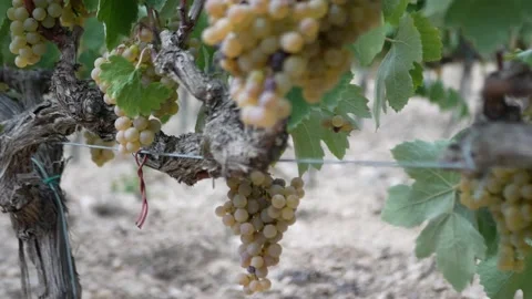 Óscar Lopera Martos Stock Footage 161310549