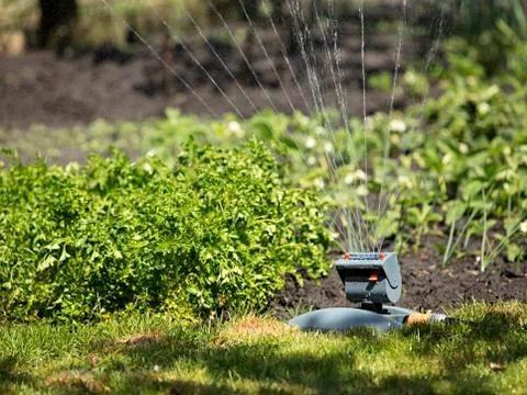 Oscillating irrigating the garden and lawn in the daytime summer garden Stock Photos