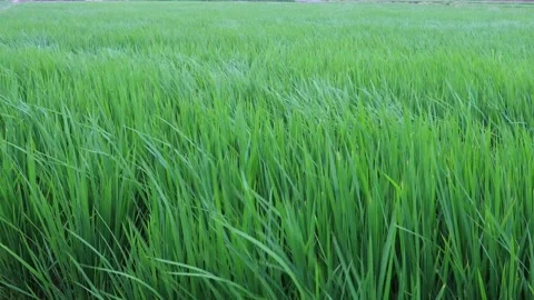 The oscillating waves of rice under strong wind. Charming color,scenic scene. 4K Stock Footage 259695785