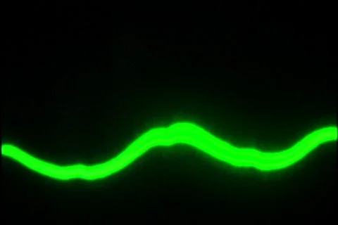 Oscilloscope 6 Stock Footage 101046