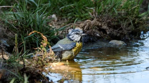 Oscine singing bird (Blue tit) bathing in puddle of water - wildlife - Stock Footage 111476314