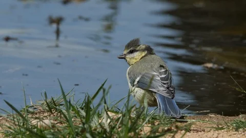 Oscine singing bird (Blue tit) drinking from puddle of water - wildlife - Stock Footage 111477903