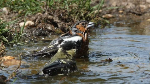Oscine singing bird (Chaffinch) bathing in puddle of water - wildlife - Stock Footage 111476178