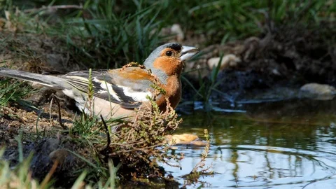 Oscine singing bird (Chaffinch) drinking from puddle of water - wildlife - Video stock 111475991