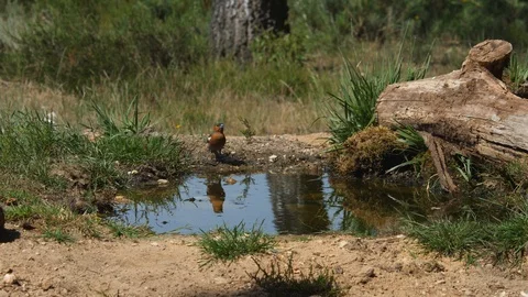 Oscine singing bird (Chaffinch) drinking from puddle of water - wildlife - Stock Footage 111476230