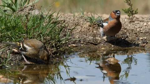 Oscine singing bird (Chaffinch) drinking from puddle of water - wildlife - Video stock 111476467
