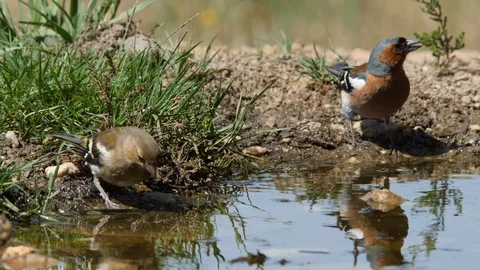 Oscine singing bird (Chaffinch) drinking from puddle of water - wildlife - Stock Footage 111476491