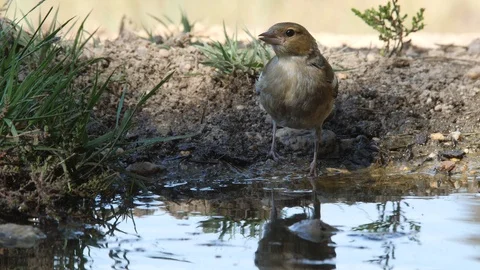 Oscine singing bird (Chaffinch) drinking from puddle of water - wildlife - Stock Footage 111476939