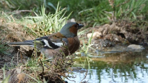 Oscine singing bird (Chaffinch) drinking from puddle of water - wildlife - Stock Footage 111477098
