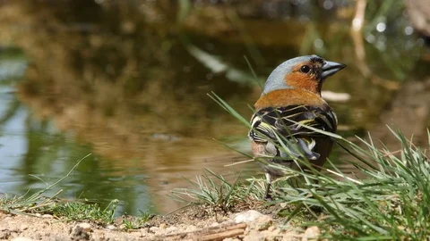 Oscine singing bird (Chaffinch) drinking from puddle of water - wildlife - Video stock 111477321