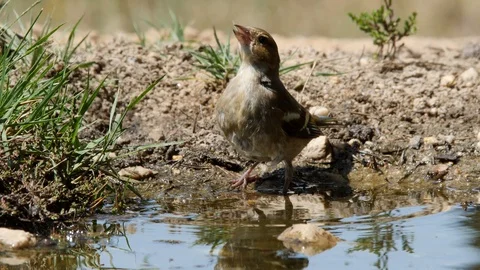 Oscine singing bird (Chaffinch) drinking from puddle of water - wildlife - Stock Footage 111477886