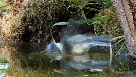 Oscine singing bird (Great tit) bathing in puddle of water - wildlife - Video stock 111476110