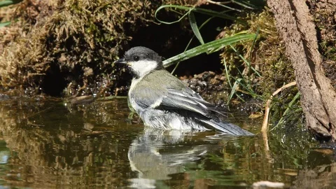 Oscine singing bird (Great tit) bathing in puddle of water - wildlife - Stock Footage 111476300