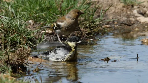 Oscine singing bird (Great tit) bathing in puddle of water - wildlife - Stock Footage 111476526