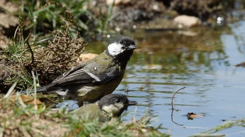 Oscine singing bird (Great tit) bathing in puddle of water - wildlife - Video stock 111476607