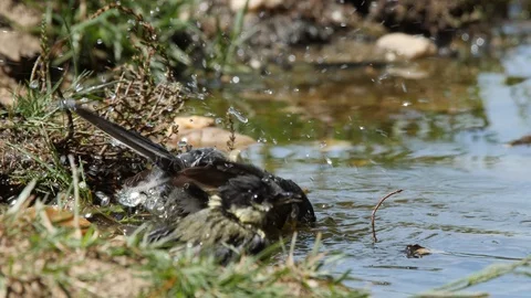 Oscine singing bird (Great tit) bathing in puddle of water - wildlife - Video stock 111476727