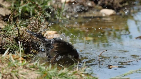 Oscine singing bird (Great tit) bathing in puddle of water - wildlife - Video stock 111476732